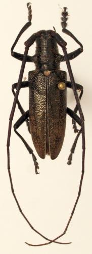 Réf. 82 803 : Monochamus scutellatus