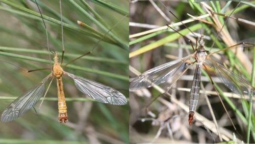 Tipula bezzii