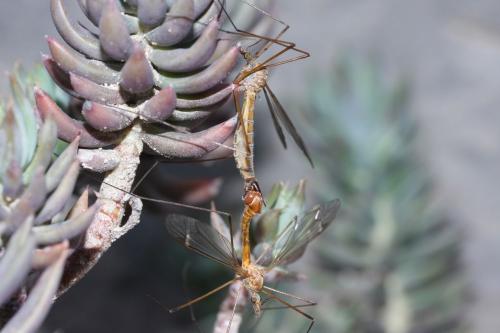 Tipula bezzii