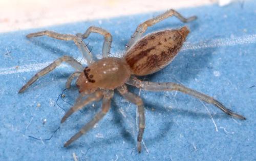 Clubiona sp.