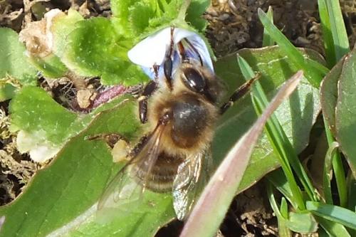 Réf. 82 624 : Apis mellifera
