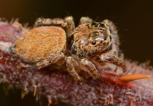 Réf. 82 898 : Carrhotus xanthogramma