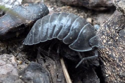 Armadillidium depressum