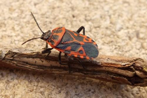 Eurydema ventralis