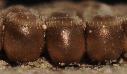 Réf. 82 701 : Picromerus bidens