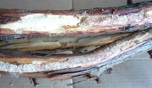Callidiellum rufipenne