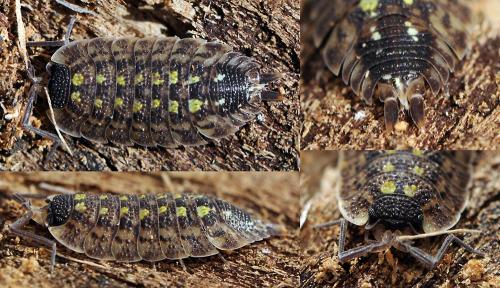 Réf. 82 649 : Porcellio spinicornis