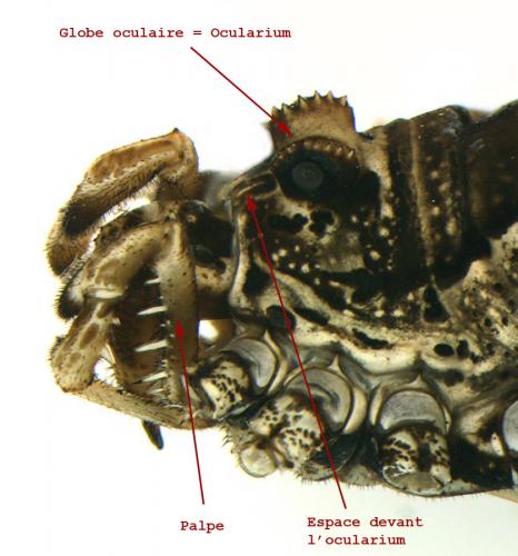 Réf. 82 216 : Platybunus pinetorum