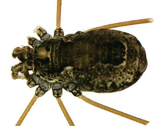 Réf. 82 215 : Platybunus pinetorum