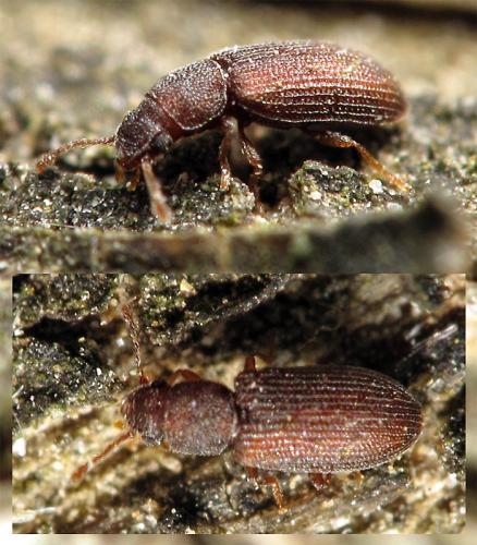 Berginus tamarisci