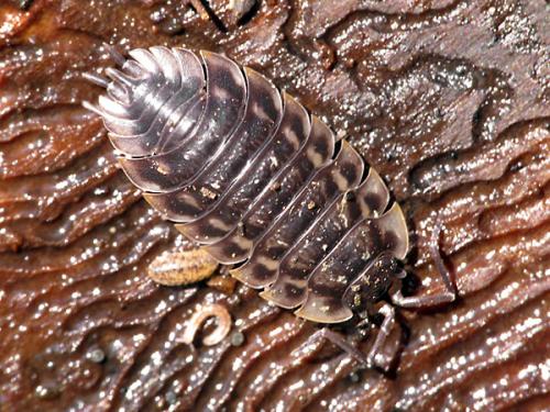 Réf. 82 647 : Oniscus asellus