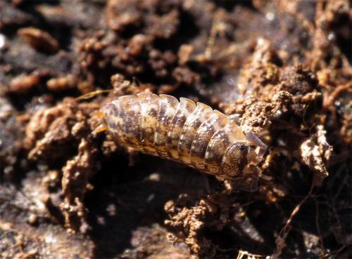 Porcellio sp.