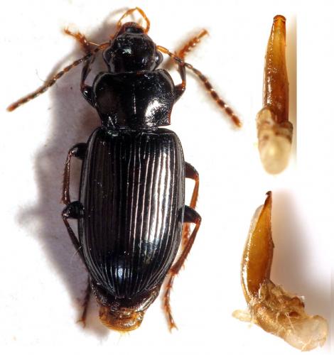 Réf. 82 989 : Trichotichnus nitens