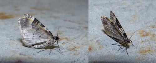 Xanthorhoe fluctuata
