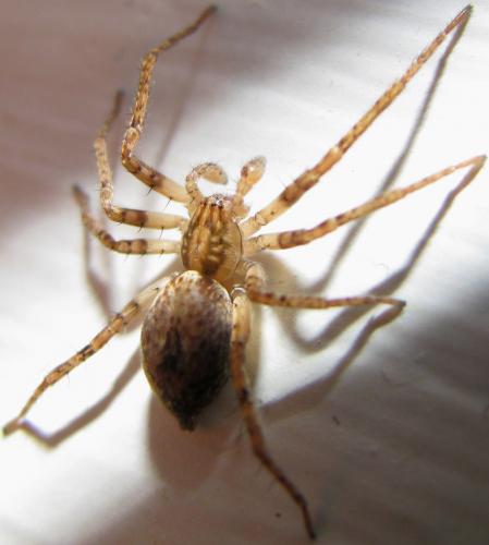 Anyphaena accentuata