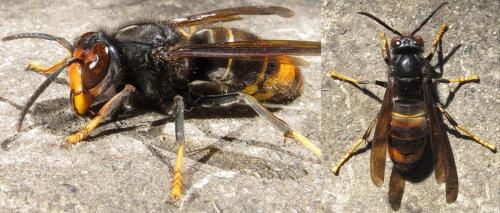 Vespa velutina