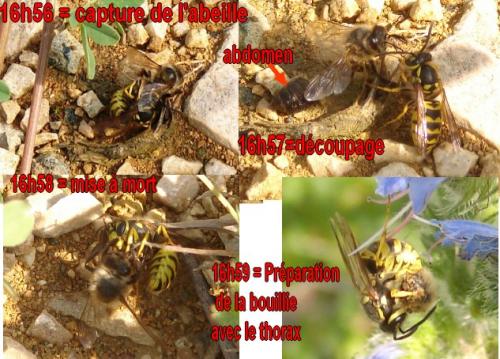 Vespula sp.
