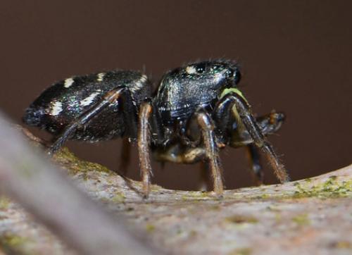 Réf. 82 678 : Heliophanus sp.