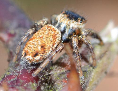 Evarcha falcata