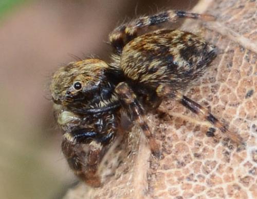 Réf. 82 706 : Pseudeuophrys erratica