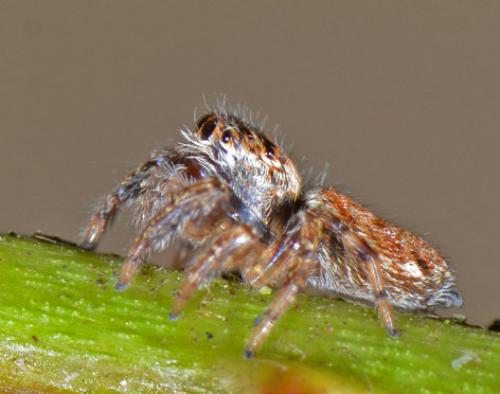 Réf. 82 721 : Evarcha falcata