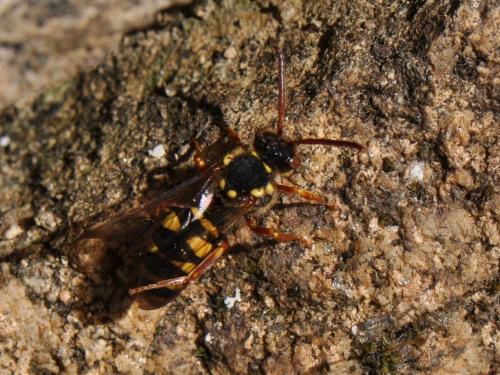 Nomada sp.