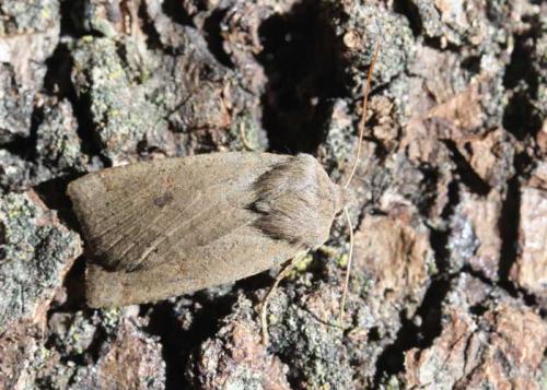 Réf. 82 672 : Conistra ligula