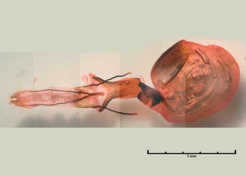 Réf. 82 835 : Conistra ligula