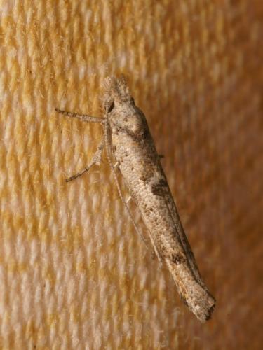 Zelleria oleastrella