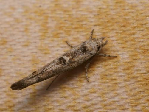 Réf. 82 071 : Zelleria oleastrella