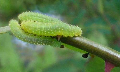 Monardis plana