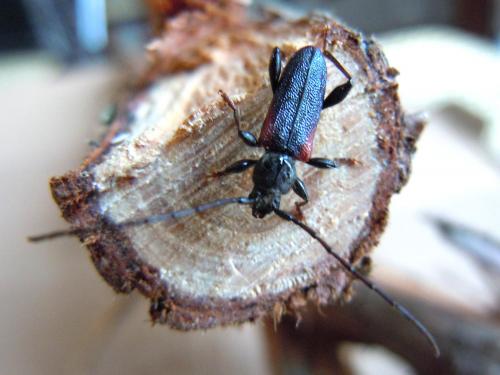 Callidiellum rufipenne