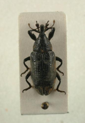 Réf. 82 816 : Ileomus romei