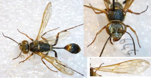 Réf. 82 270 : Sceliphron curvatum