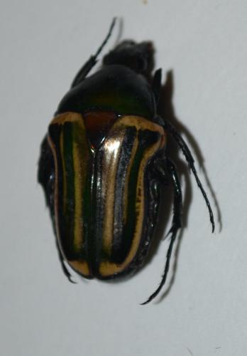 Réf. 82 280 : Coptomia mauritiana