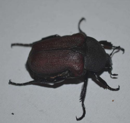 Réf. 82 349 : Anochilia scapularis