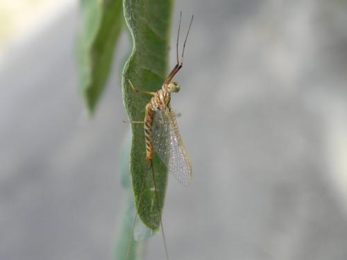 Réf. 82 009 : Ecdyonurus ruffii