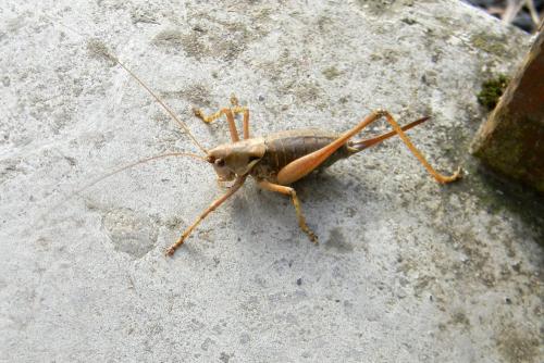 Antaxius pedestris pedestris