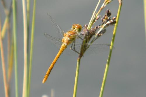 Réf. 82 010 : Sympetrum sp.