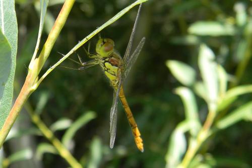 Sympetrum striolatum