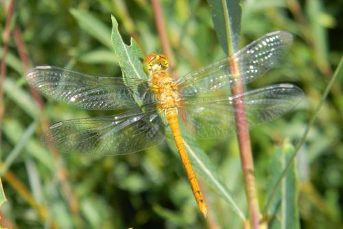 Sympetrum striolatum