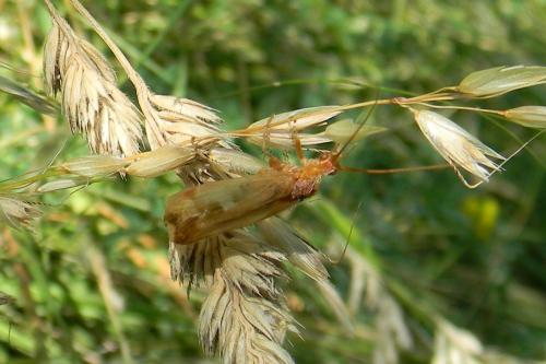 Réf. 82 019 : Limnephilus sp.