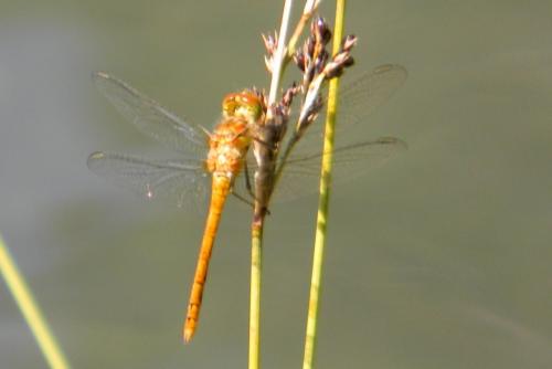 Sympetrum sp.