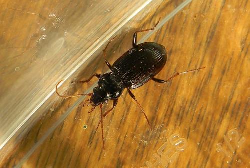 Réf. 82 103 : Nebria brevicollis