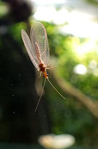 Chrysoperla sp.