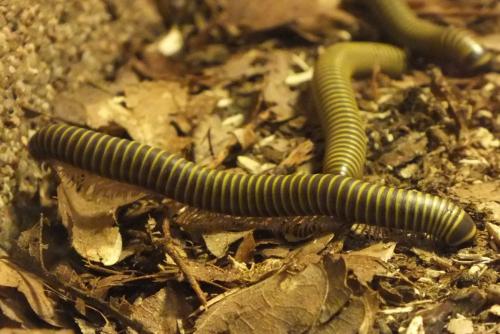 Anadenobolus monilicornis