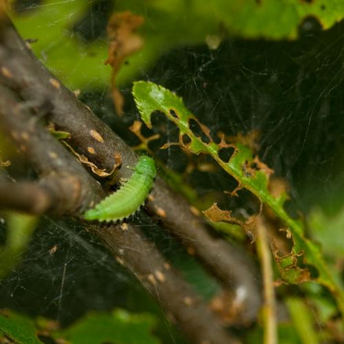 Gonioctena sp.
