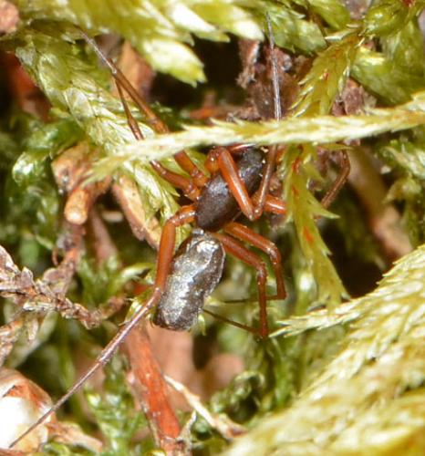 Neriene clathrata