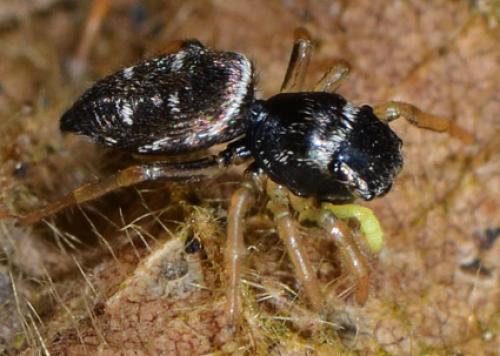 Heliophanus cupreus
