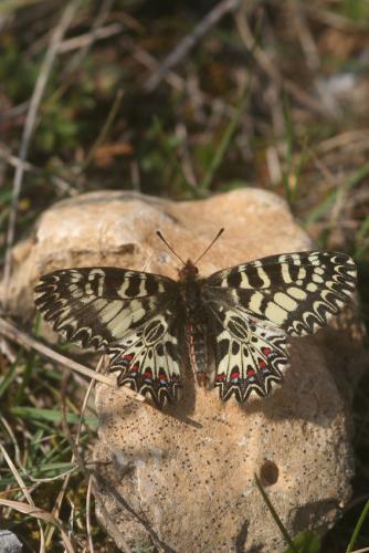 Réf. 82 948 : Zerynthia polyxena